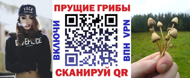 Псилоцибиновые грибы Psilocybine cubensis Поворино